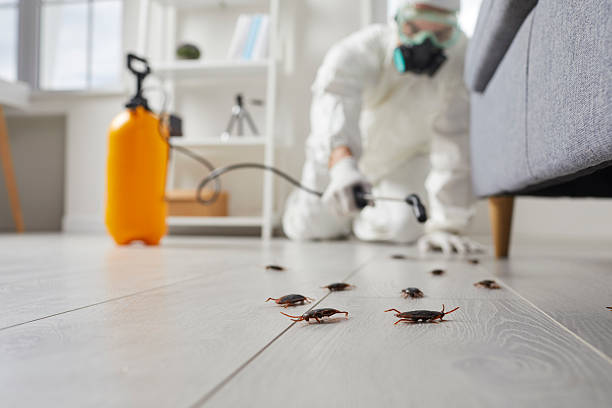Commercial Kitchen Cockroach Control in Olivarez